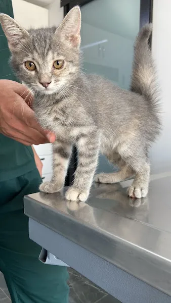 Kentplus Veteriner Kliniği | 7/24 Kadıköy Acil Veteriner foto 2