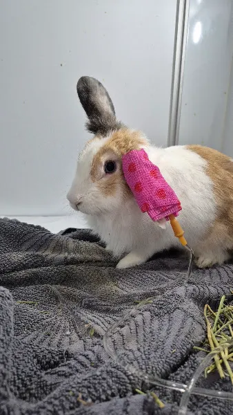 ALVİN Kedi-Köpek , Kuş ve Egzotik Veteriner Kliniği Ispartakule Bahçeşehir foto 2