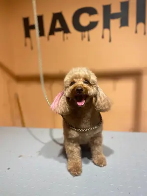 HachiPati Petshop&Kuaför