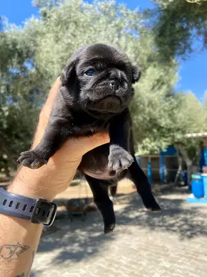 Alpha Dog's Kennel Köpek Üretim Çiftliği