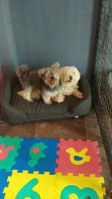 Patili Ev Köpek Oteli fotoğrafı