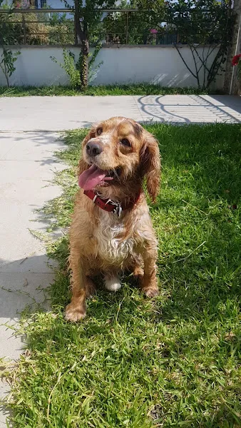 Patili Ev Köpek Oteli foto 2