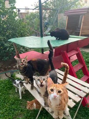 Kedi Bahçesi