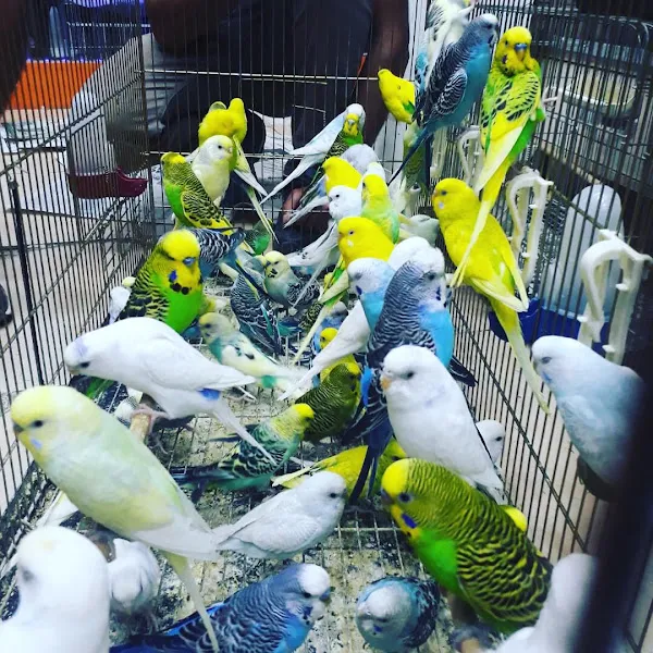 GEZER KUŞ DÜNYASI foto 1