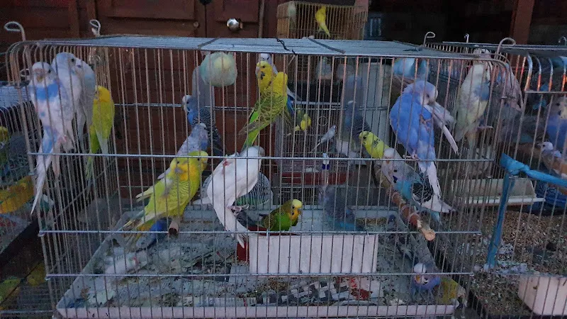 GEZER KUŞ DÜNYASI foto 2