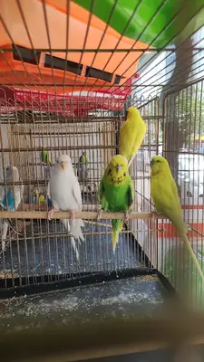 PatiPet Petshop