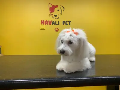 Havalı Pet Kuaför & Shop fotoğrafı