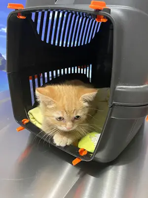 adıyaman vethome veteriner kliniği