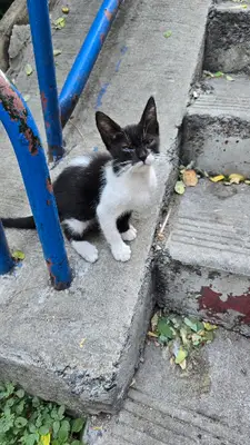 Ali Bey Cat Shelter fotoğrafı