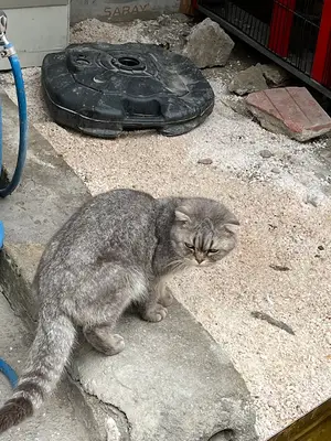 Akademi Veteriner Kliniği