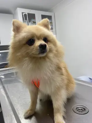 Çınarcık Teti Veteriner Kliniği fotoğrafı