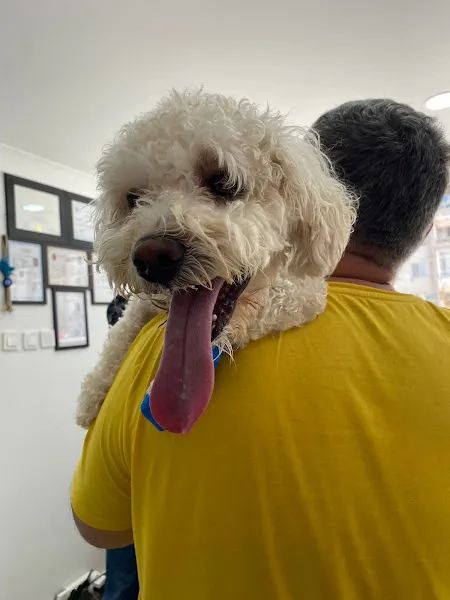 Çınarcık Teti Veteriner Kliniği foto 2
