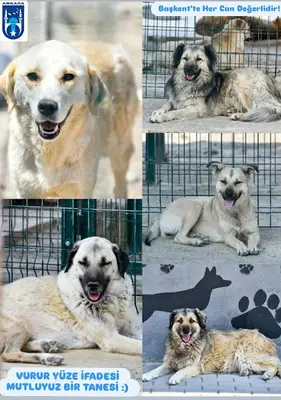 ANKARA BÜYÜKŞEHİR BELEDİYESİ KARATAŞ KÖPEK BAKIMEVİ VE REHABİLİTASYON MERKEZİ
