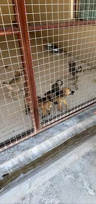 Urla Belediyesi Geçici Hayvan Barınağı ve Rehabilitasyon Merkezi