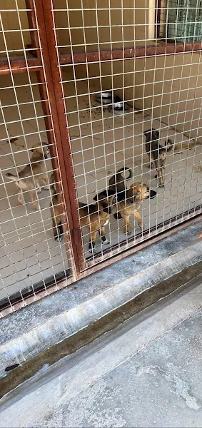 Urla Belediyesi Geçici Hayvan Barınağı ve Rehabilitasyon Merkezi foto 1
