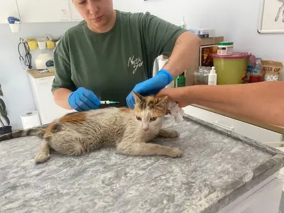 GizAta Veteriner Kliniği fotoğrafı