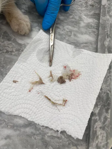 GizAta Veteriner Kliniği foto 2