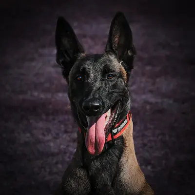 Bones Pet Company