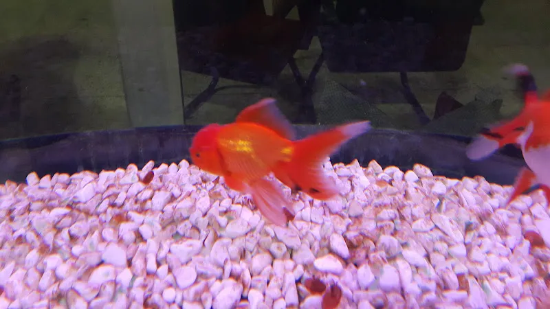 ALİAĞA EFE PETSHOP & AKVARYUM foto 2