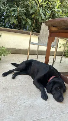Bodrum Köpek Oteli