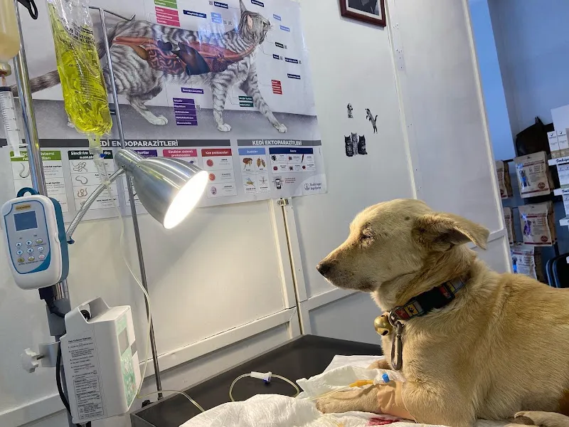Dost Veteriner Kliniği foto 1