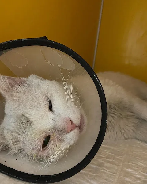 Dost Veteriner Kliniği foto 2