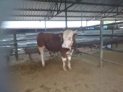 Belediye Canlı Hayvan Müdürlüğü
