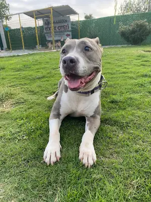 Doggarden Köpek Oteli fotoğrafı