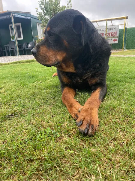 Doggarden Köpek Oteli foto 2