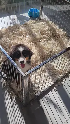 Köpek fotoğrafı