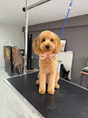 Oscar Pet Kuaför