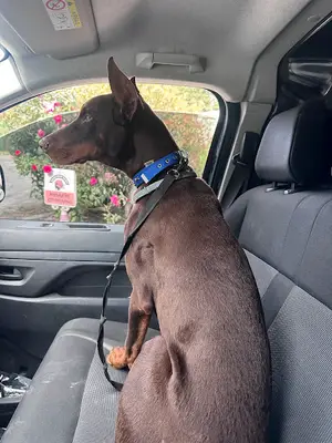 Pet Nakliye / Pet Taksi İstanbul | Kedi Köpek Nakil, Transfer & Hayvan Kargo