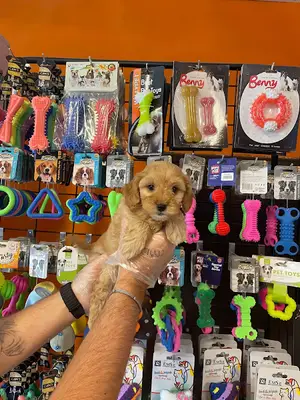 Bursa Satılık Yavru Köpekler