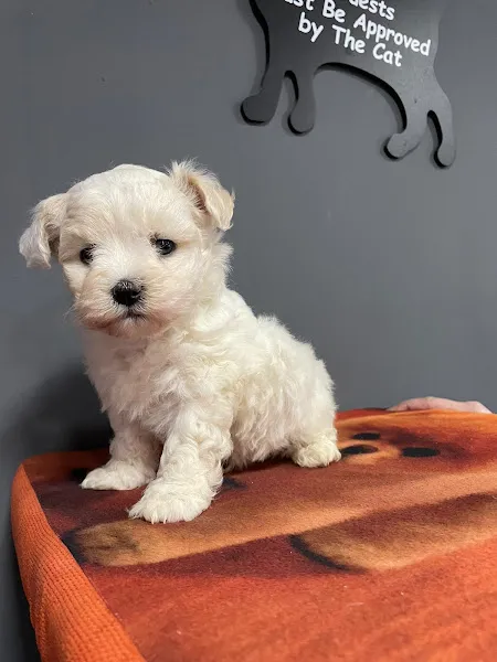 Bursa Satılık Yavru Köpekler foto 2