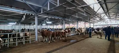Kelkit Hayvan Pazarı
