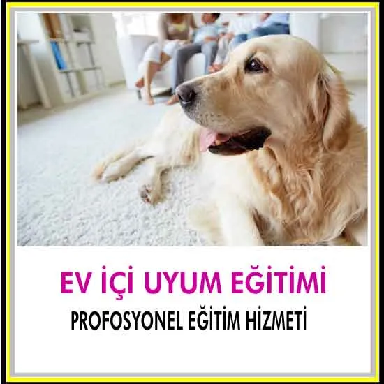 Unıversal Köpek Eğitim foto 1
