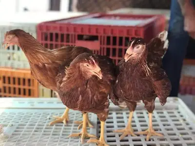 Engin küçük kümes hayvanları