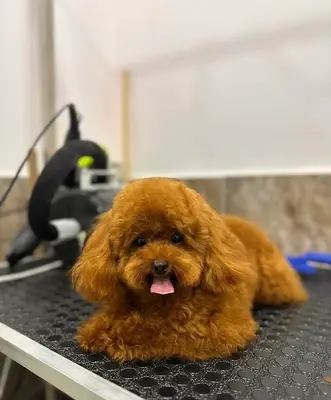Pativipden Pet Shop