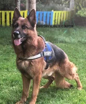 Aura Dog Club fotoğrafı