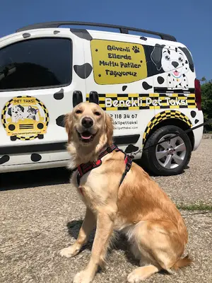 Benekli Pet Taksi | Pet Taksi ve Pet Nakil İşlemi