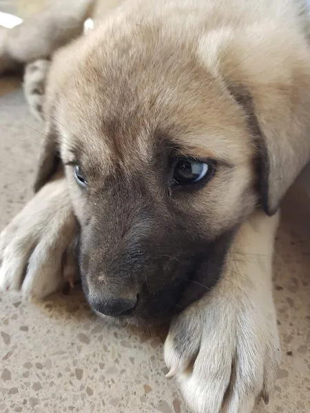 AYAZ VETERINER KLINİĞİ foto 2