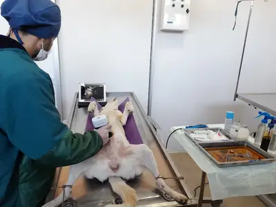 TRAKYA BÖLGE VETERİNER KLİNİĞİ