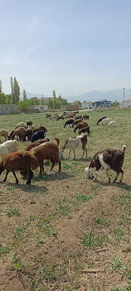 Adakçı Erkan Iğdır foto 1