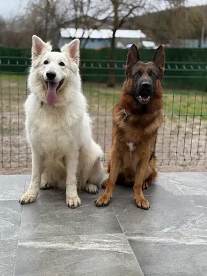 Dog Village İstanbul Köpek Eğitim ve Konaklama Merkezi fotoğrafı