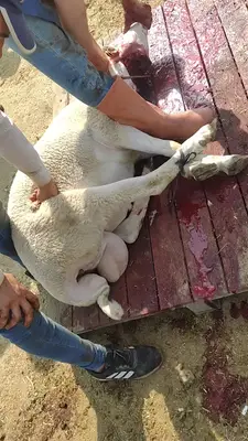 Bornova belediyesi kurban satış yeri fotoğrafı