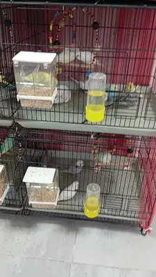 red petshop