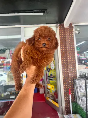 Gencer petshop