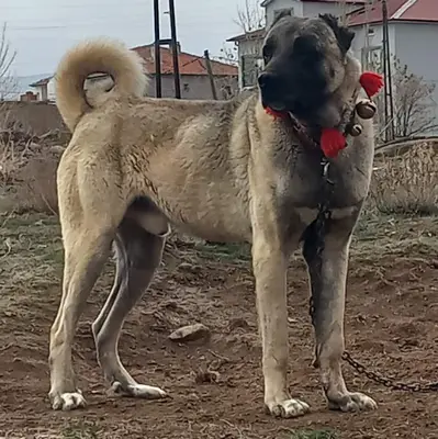 Yavru Kangal Üretim Çiftliği