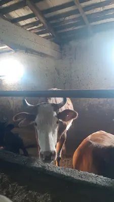 Keles Belediyesi Hayvan Pazarı