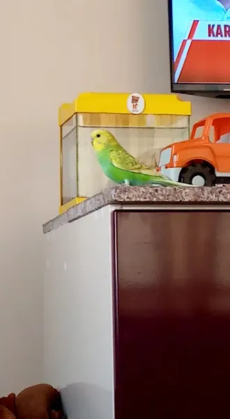 Süslü Petshop foto 2
